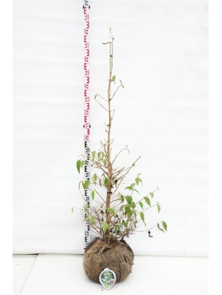 Raukšlėtasis putinas (Lot Viburnum plic.) 'Kilimandjaro' 125-150 CM RB-PUTINAI-KRŪMAI