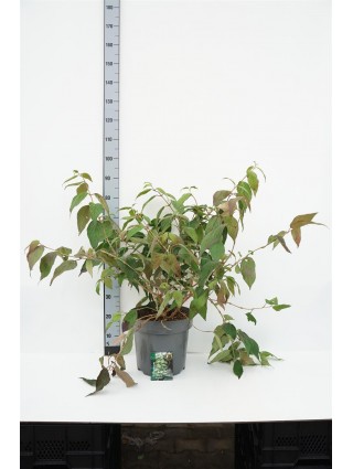 Raukšlėtasis putinas (Lot Viburnum plic.) 'Kilimandjaro' C12 60-80 CM-PUTINAI-KRŪMAI