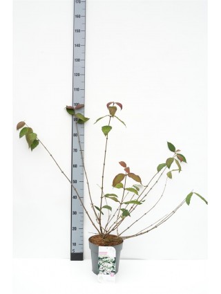 Raukšlėtasis putinas (Lot Viburnum plic.) 'Pink Beauty' C4/P21 40-60 CM-PUTINAI-KRŪMAI