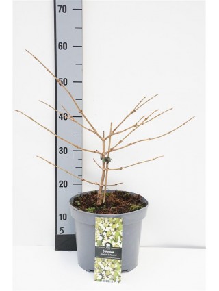 Raukšlėtasis putinas (Lot Viburnum plic.) 'Popcorn' C5/P23 30-40 CM-PUTINAI-KRŪMAI