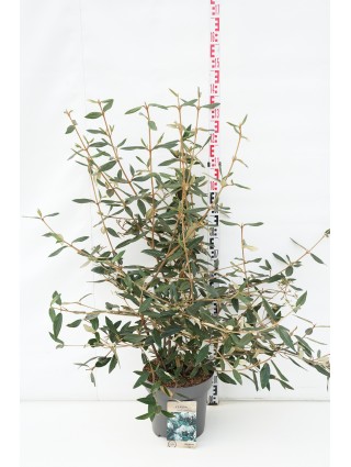 Putinas (Lot Viburnum) 'Pragense' C12 60-80 CM-PUTINAI-KRŪMAI