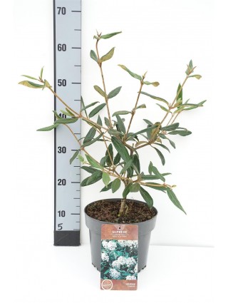 Putinas (Lot Viburnum) 'Pragense' C4/P21 40-50 CM-PUTINAI-KRŪMAI