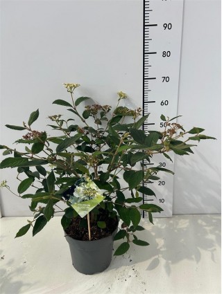 Raukšlėtasis putinas (Lot Viburnum plic.) 'Shirogami' C5/P23 60-80 CM-PUTINAI-KRŪMAI
