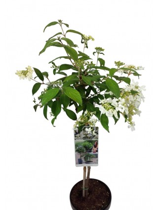 Raukšlėtasis putinas (Lot Viburnum plic.) 'Watanabe' C3/P19 STIEBAS 50 CM-PUTINAI-KRŪMAI
