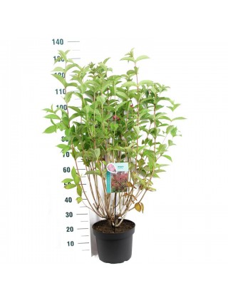 Veigelės (Lot Weigela) 'Bristol Ruby' C10 80-100 CM-VEIGĖLĖS-KRŪMAI