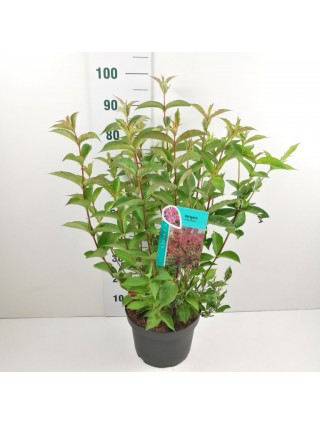 Veigelės (Lot Weigela) 'Bristol Ruby' C10 80-100 CM-VEIGĖLĖS-KRŪMAI