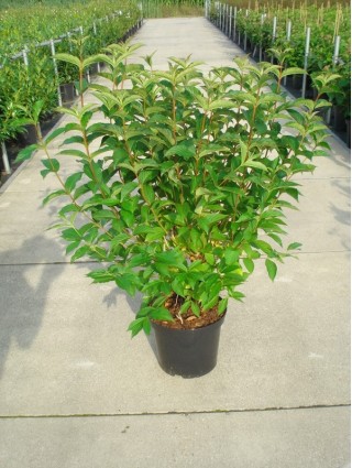 Veigelės (Lot Weigela) 'Bristol Ruby' C12 100-125 CM-VEIGĖLĖS-KRŪMAI