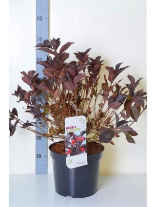 Veigelė raudonlapė (Lot Weigela florida) 'Alexandra' C7,5/P26 60-80 CM-VEIGĖLĖS-KRŪMAI