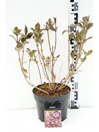 Veigelė raudonlapė (Lot Weigela f.) 'Foliis Purpureis' C3/P19 30-40 CM-VEIGĖLĖS-KRŪMAI