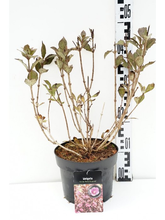 Veigelė raudonlapė (Lot Weigela f.) 'Foliis Purpureis' C3/P19 30-40 CM-VEIGĖLĖS-KRŪMAI