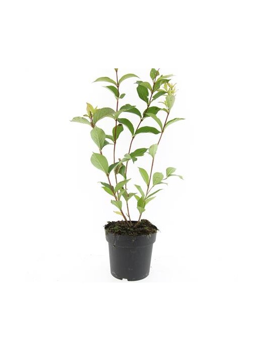 Veigelė raudonlapė (Lot Weigela florida) 'Pink Princess' C2/P17-VEIGĖLĖS-KRŪMAI