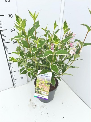 Veigelė raudonlapė (Lot Weigela florida) 'Sunny Fantasy' C5/P23 30-40 CM-VEIGĖLĖS-KRŪMAI