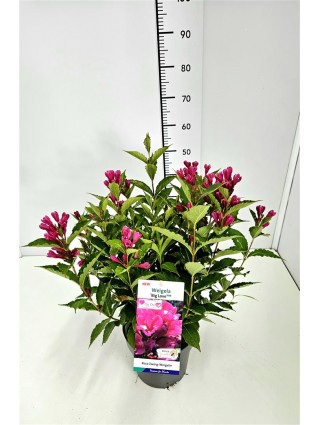 Veigelės (Lot Weigela) 'Big Love' C5/P23 30-40 CM-VEIGĖLĖS-KRŪMAI