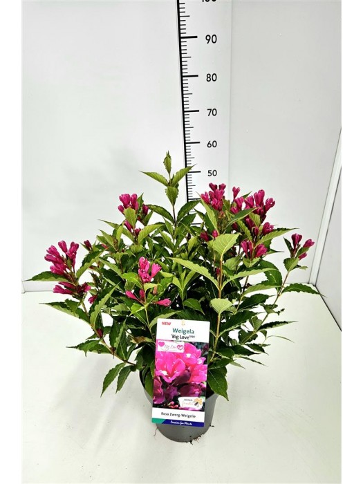 Veigelės (Lot Weigela) 'Big Love' C5/P23 30-40 CM-VEIGĖLĖS-KRŪMAI