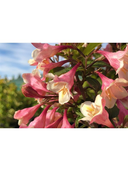 Veigelės (Lot Weigela) 'Vintage Love' P9 JAUNI AUGALAI 20/+ CM-VEIGĖLĖS-KRŪMAI