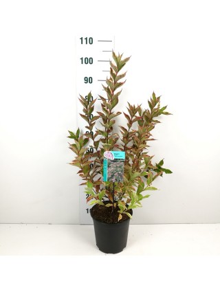 Veigelės (Lot Weigela) 'Nana Variegata' C6,5/P24 60-80 CM-VEIGĖLĖS-KRŪMAI