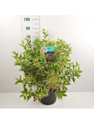 Veigelės (Lot Weigela) 'Nana Variegata' C10 60-80 CM-VEIGĖLĖS-KRŪMAI