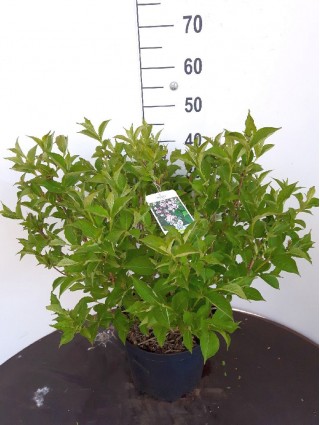 Veigelės (Lot Weigela) 'Rosea' C10 50-60 CM-VEIGĖLĖS-KRŪMAI