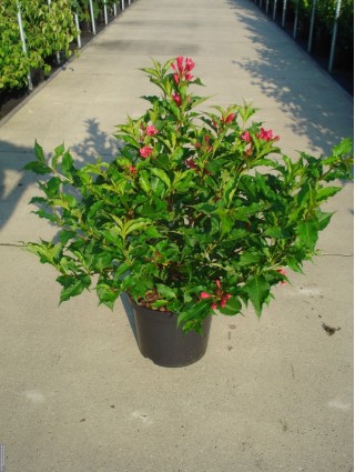 Veigelės (Lot Weigela) 'Red Prince' C12 80-100 CM-VEIGĖLĖS-KRŪMAI