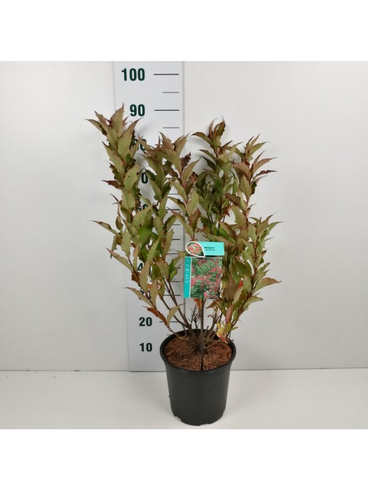 Veigelės (Lot Weigela) 'Red Prince' C6,5/P24 60-80 CM-VEIGĖLĖS-KRŪMAI