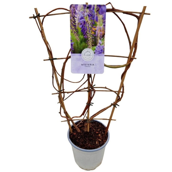 Visterija kininė (Lot Wisteria sinensis) C2/P17 60 CM-VISTERIJOS-VIJOKLINIAI
