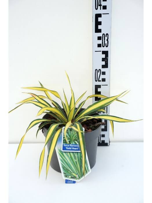 Pluoštinė juka (Lot Yucca fil.) 'Gold Heart' C2/P17 20-30 CM-JUKOS-DAUGIAMETĖS GĖLĖS