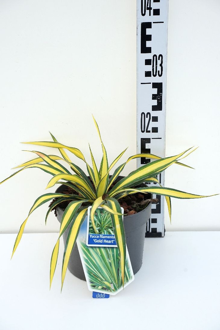Pluoštinė juka (Lot Yucca fil.) 'Gold Heart' C2/P17 20-30 CM-JUKOS-DAUGIAMETĖS GĖLĖS