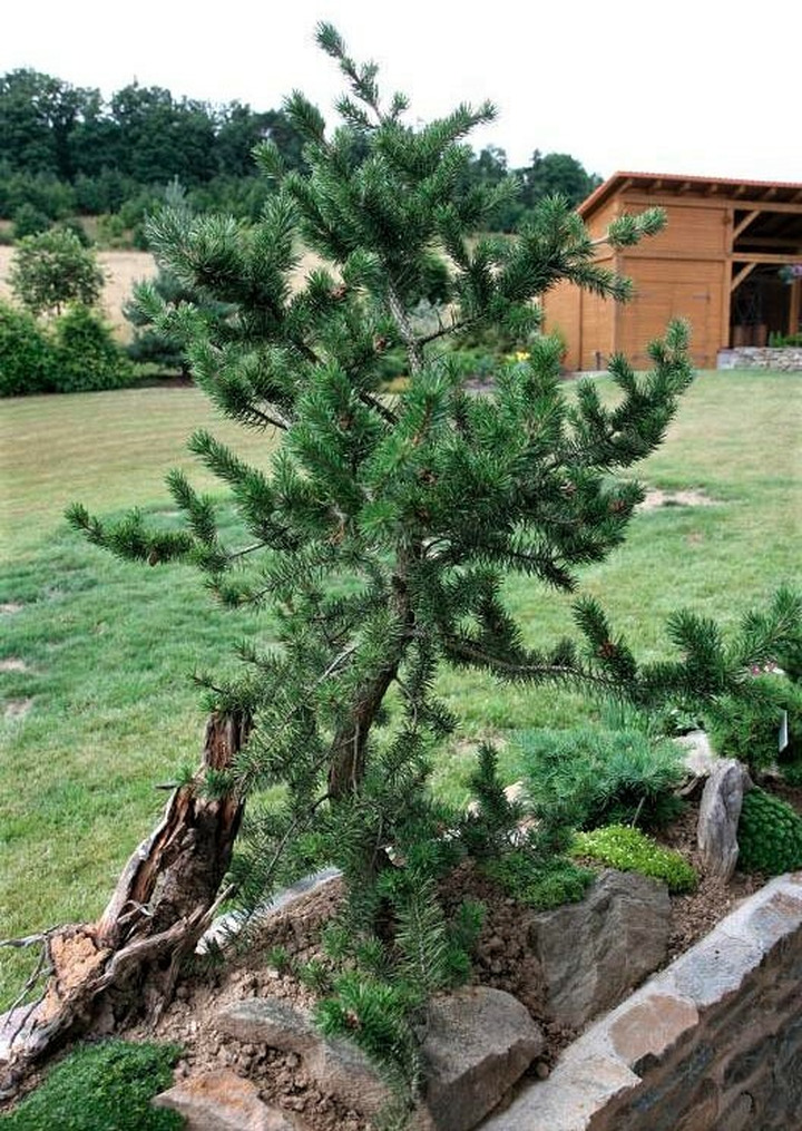Pušis bankso (Lot Pinus banksiana) 'Arktis' C10 60-80 CM
