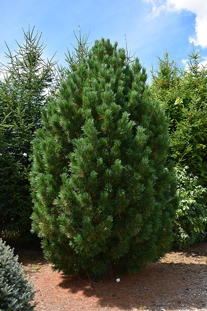 Kedrinė pušis (Lot Pinus cembra) 'Glauca' C80 80-100 CM | PUŠYS | SPYGLIUOČIAI
