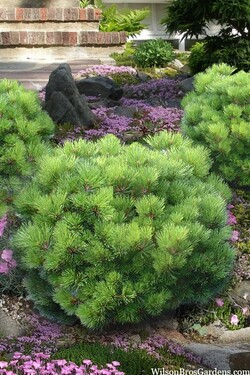 Pušis gausiažiedė (Lot Pinus dens.) 'Jane Kluis' C7,5/P26 40-50 CM - nuotrauka 2