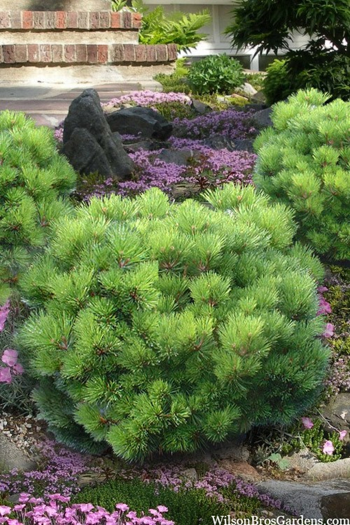 Pušis gausiažiedė (Lot Pinus dens.) 'Jane Kluis' C7,5/P26 30-40 CM