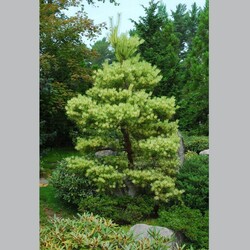 Pušis gausiažiedė (Lot Pinus dens.) 'Oculus-draconis' C55 125-150 CM - nuotrauka 2