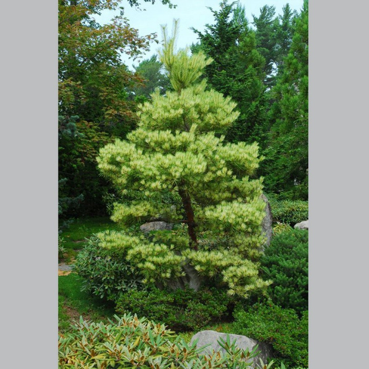 Pušis gausiažiedė (Lot Pinus dens.) 'Oculus-draconis' C55 125-150 CM | PUŠYS | SPYGLIUOČIAI
