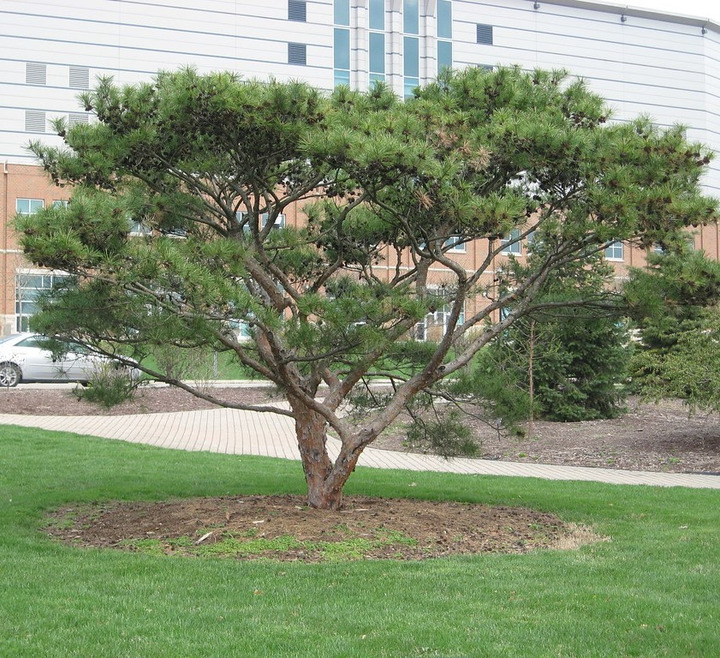 Pušis gausiažiedė (Lot Pinus dens.) 'Umbraculifera' C5/P23 25/+ CM