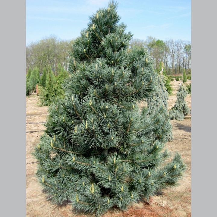 Pušis lanksčioji (Lot Pinus flex.) 'Vanderwolf's Pyramid' C7,5/P26 40-50 CM *