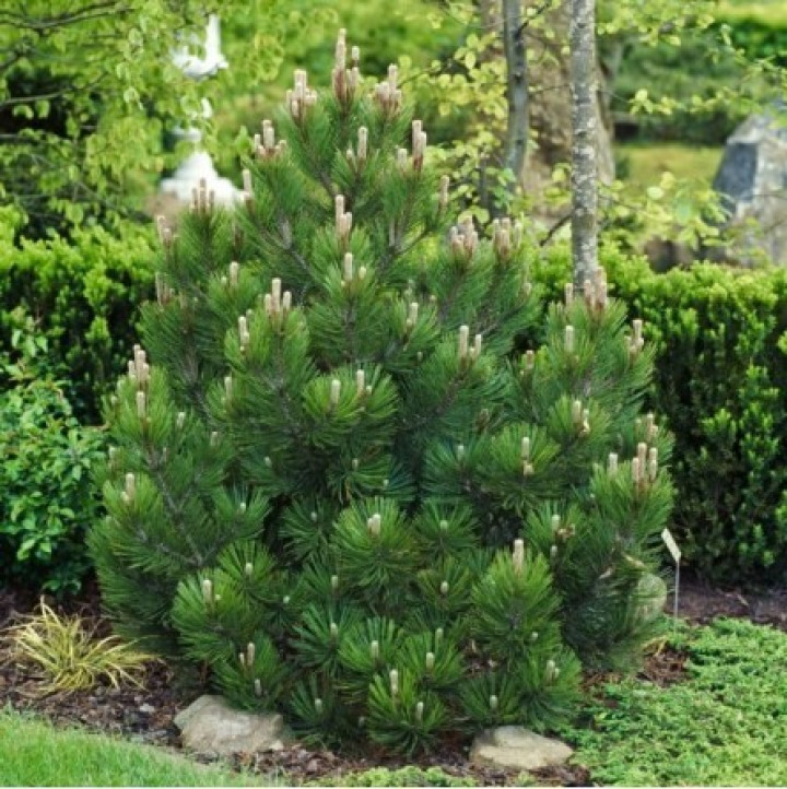 Pušis baltažievė (Lot Pinus heldreichii) 'Compact Gem' C2,5/P18 20-25 CM | PUŠYS | SPYGLIUOČIAI