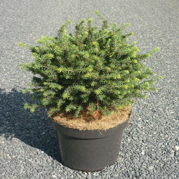 Eglė Serbinė (Lot Picea Omorika) 'KAREL' C3 20-30CM-EGLĖS-SPYGLIUOČIAI