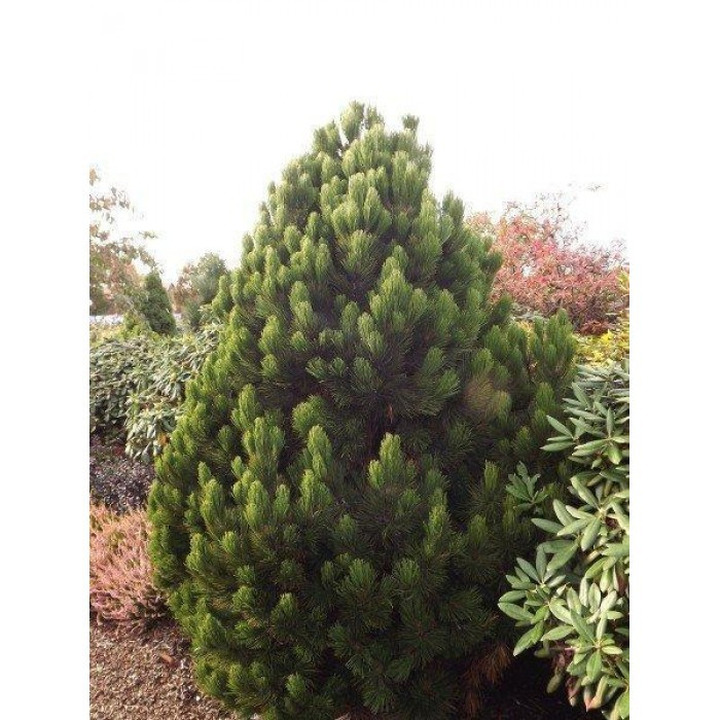 Pušis baltažievė (Lot Pinus heldreichii) 'Malinki' C12 60-70 CM