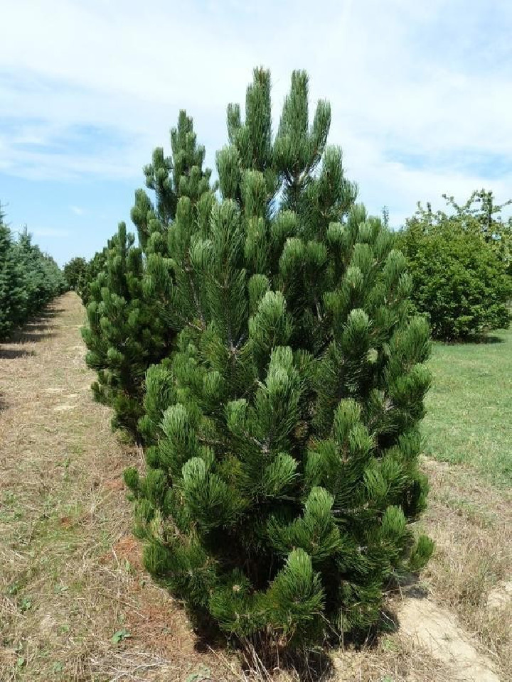 Pušis baltažievė (Lot Pinus heldreichii) 'Satellit' C15 50-60 CM | PUŠYS | SPYGLIUOČIAI