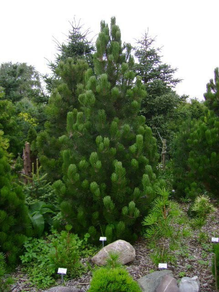 Pušis baltažievė (Lot Pinus heldreichii) 'Satellit' C15 50-60 CM | PUŠYS | SPYGLIUOČIAI