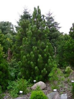 Pušis baltažievė (Lot Pinus heldreichii) 'Satellit' C7,5/P26 60-80 CM - nuotrauka 2