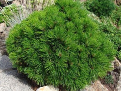 Pušis baltažievė (Lot Pinus heldr.) 'Schmidtii' C5/P23 25-30 CM - nuotrauka 2