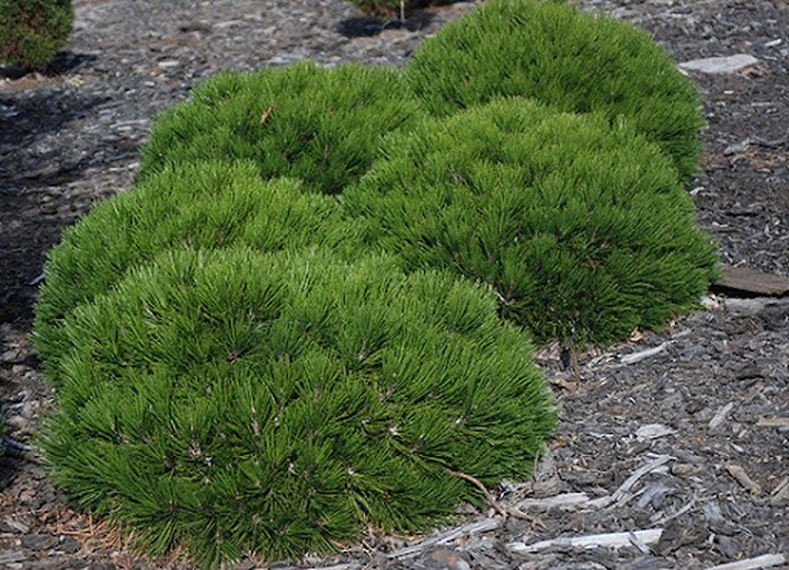 Pušis baltažievė (Lot Pinus heldr.) 'Schmidtii' C2/P17 15-20 CM