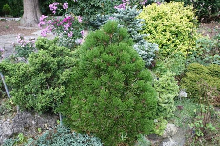 Pušis baltažievė (Lot Pinus held.) 'Zwerg Schneverdingen' C7,5/P26 50-60 CM