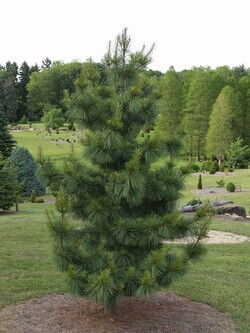 Pušis korėjinė (Lot Pinus koraiensis) 'Silveray' C12 40-50 CM - nuotrauka 2