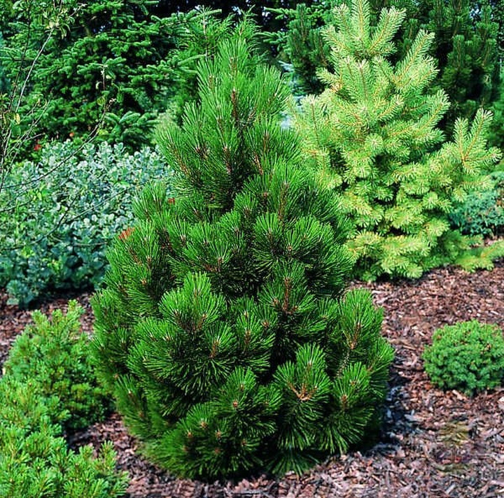 Pušis baltažievė (Lot Pinus leuc.) 'Little Dracula' C7,5/P26 50-60 CM