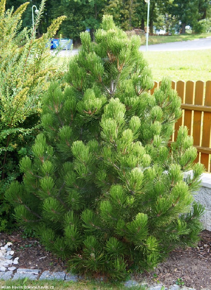 Pušis baltažievė (Lot Pinus leuc.) 'Malinky' C35 70-80 CM
