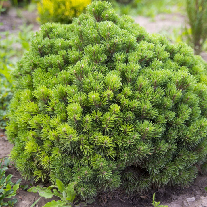 Pušis kalninė (Lot Pinus mugo) 'Allgau' C5/P23 20-25 CM | PUŠYS | SPYGLIUOČIAI