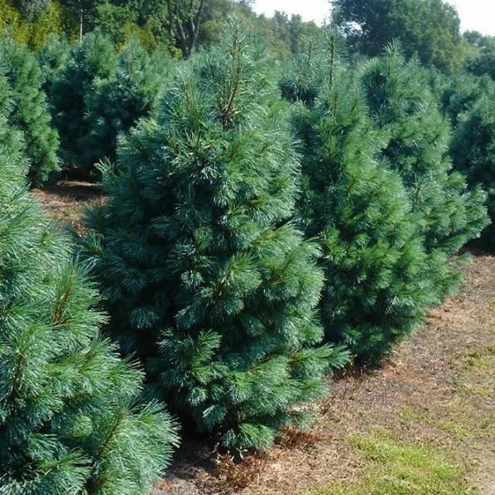 Pušis kalvinė (Lot Pinus monticola) 'Ammerland' C5/P23 40-60 CM