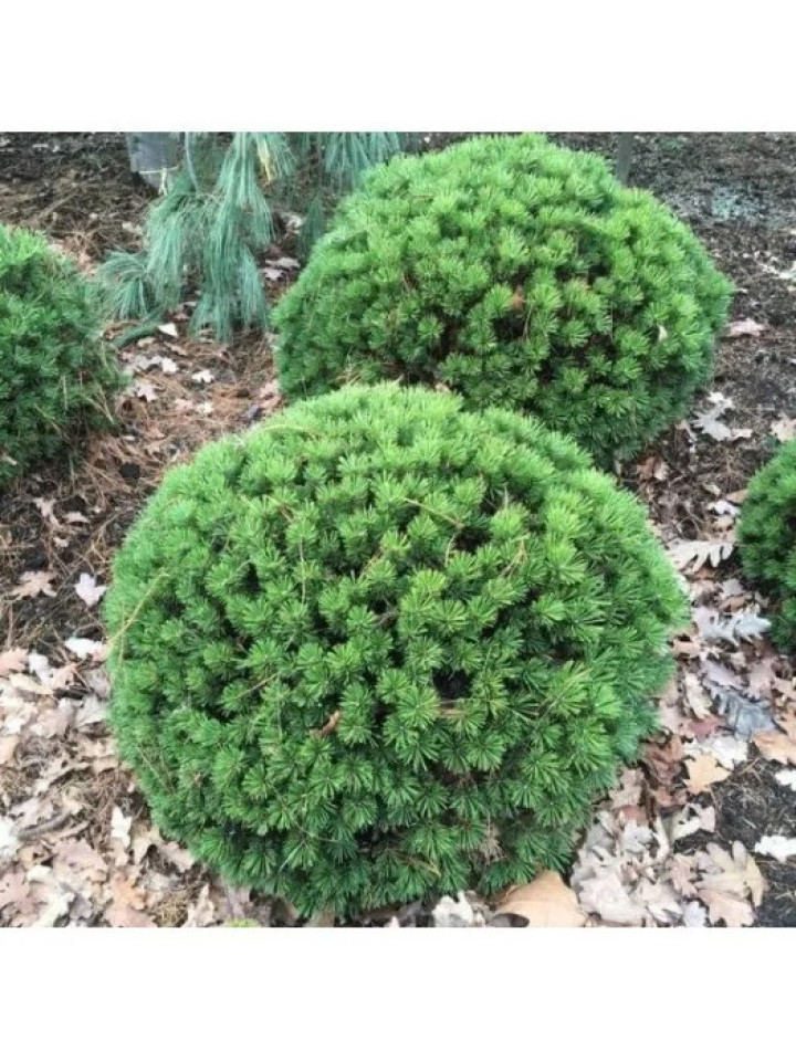 Pušis kalninė (Lot Pinus mugo) 'Benjamin' C3/P19 20-25 CM | PUŠYS | SPYGLIUOČIAI
